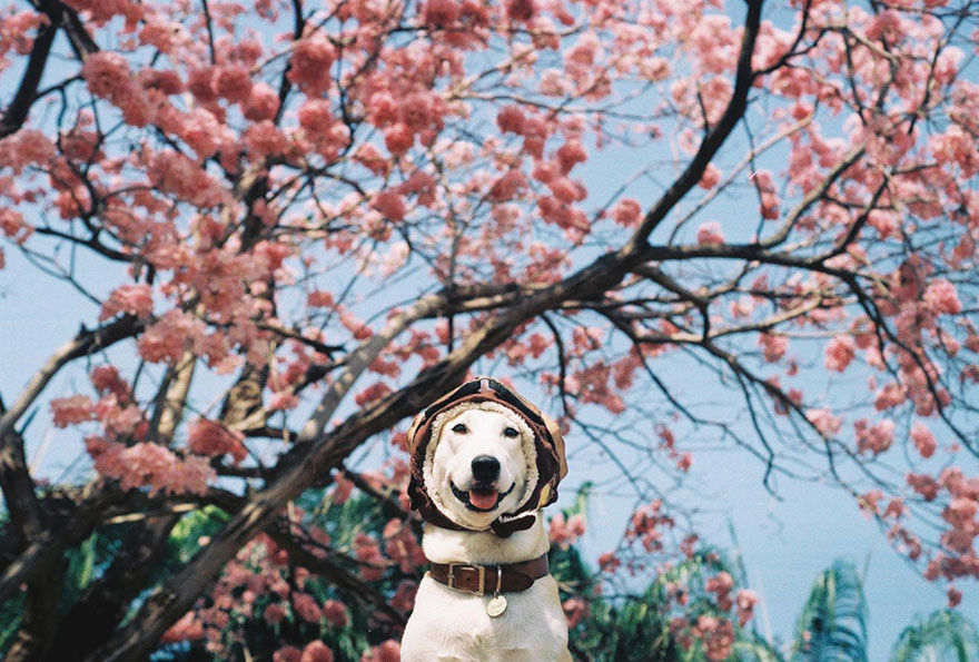 Το πιο χαρούμενο σκυλί του κόσμου