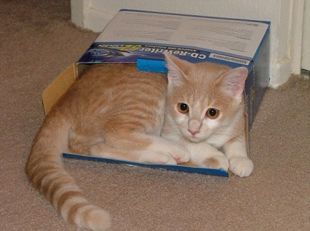 Γιατί οι γάτες αγαπούν τα κουτιά