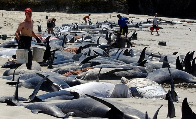 Εκατό φάλαινες πέθαναν αφού εξόκειλαν στη Νέα Ζηλανδία