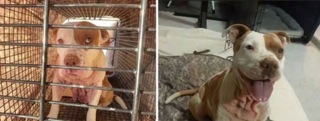 Σκύλοι πριν και μετά την υιοθεσία