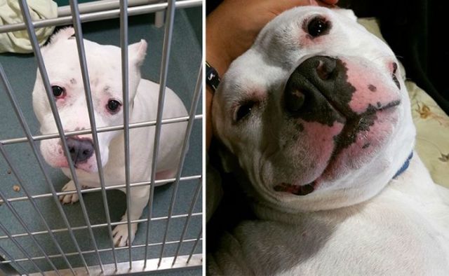 Σκύλοι πριν και μετά την υιοθεσία