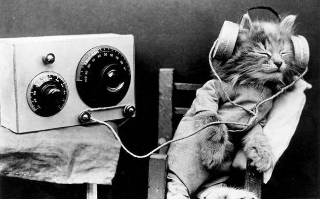 Κι όμως, υπάρχει μουσική για γάτες