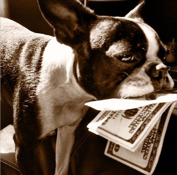 Τα πλουσιόσκυλα του Instagram