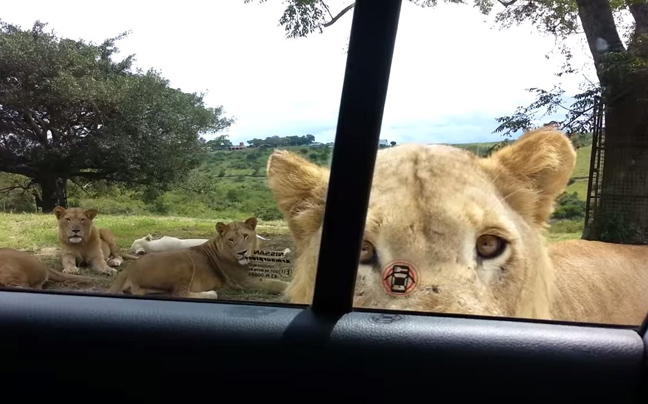 Τα λιοντάρια μπορούν και ανοίγουν πόρτες αυτοκινήτων