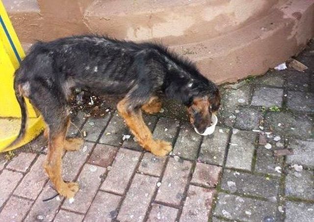 Βρέθηκε σκελετωμένος σκύλος στην Ξάνθη