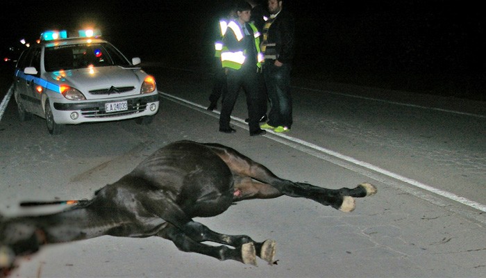 Αυτοκίνητο στην Κρήτη συγκρούστηκε με&#8230; άλογο