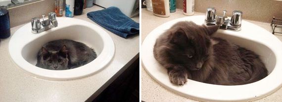 Όταν οι γάτες μεγαλώνουν