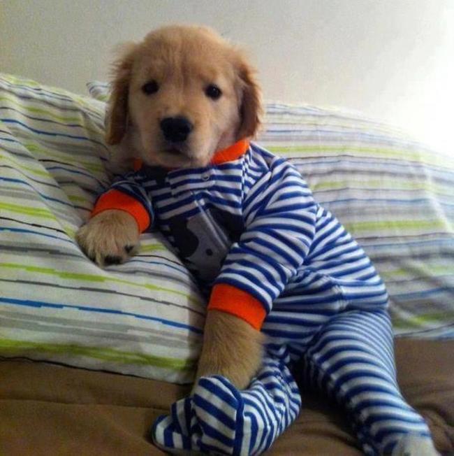 Σκύλοι και πιτζάμες