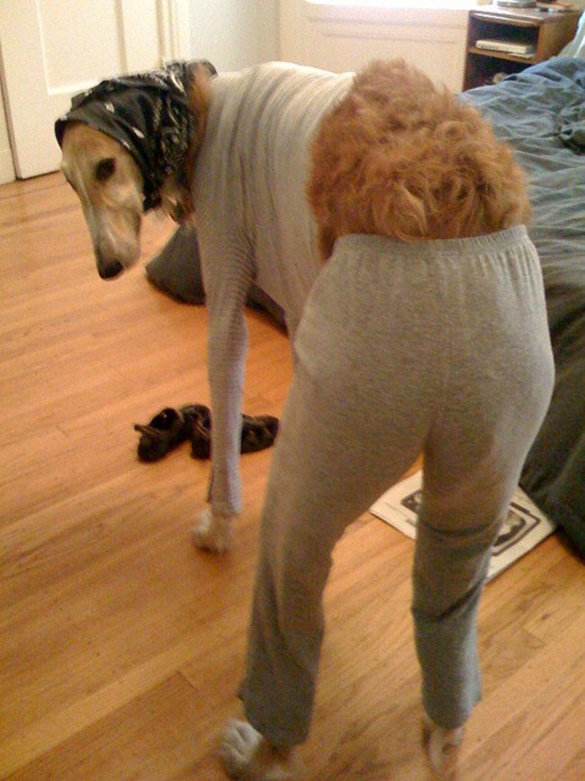 Σκύλοι και πιτζάμες
