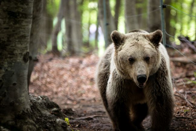 Λύκοι και αρκούδες φεύγουν από το Ζωολογικό Κήπο Θεσσαλονίκης