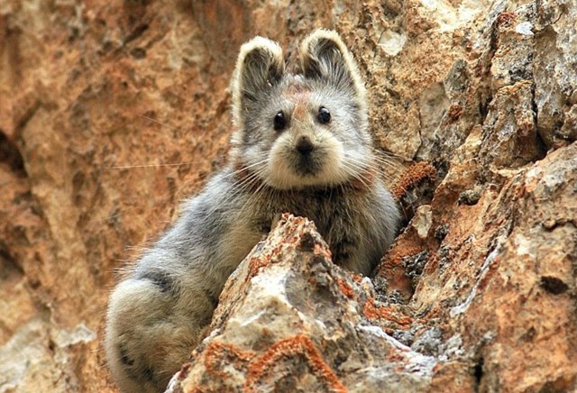 Εικόνες Ili Pika 