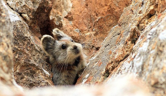 Εικόνες Ili Pika 