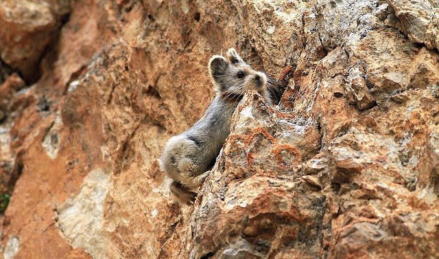 Εικόνες Ili Pika 