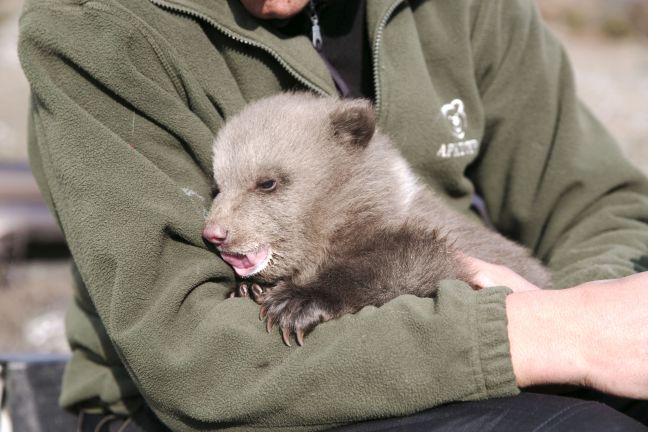 Ορφανό νεογέννητο αρκουδάκι βρέθηκε στις Πρέσπες