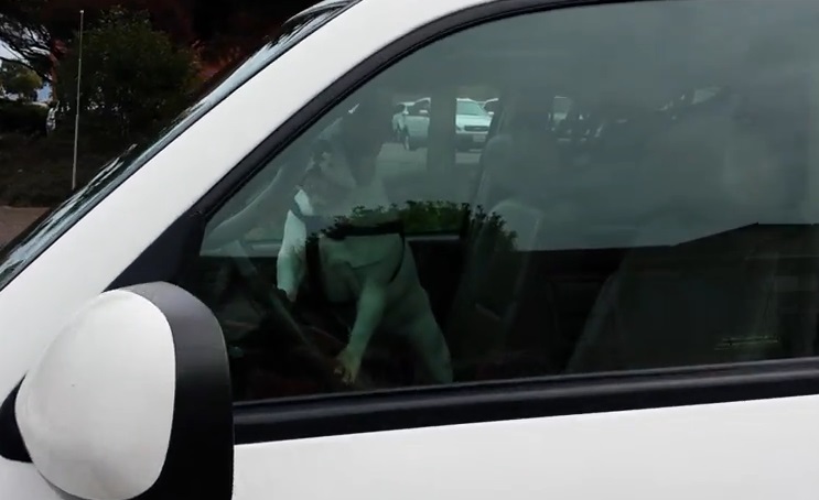Μην αφήνεις τον σκύλο μόνο στο αμάξι