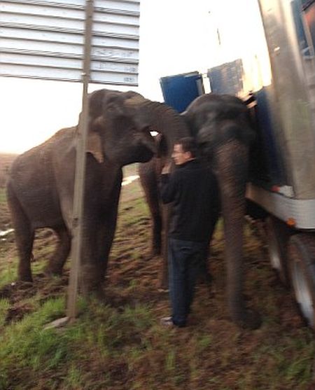 Οδική βοήθεια από ελέφαντες