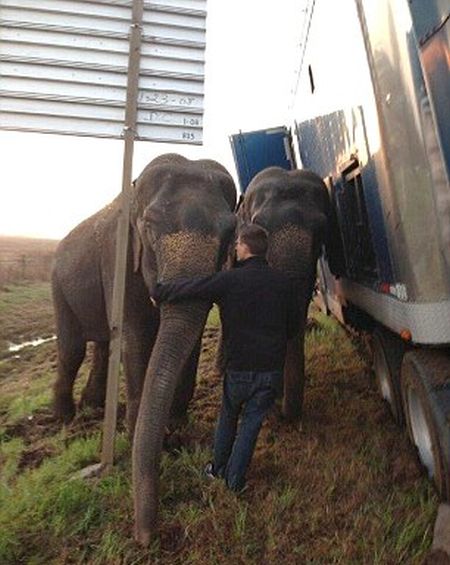 Οδική βοήθεια από ελέφαντες
