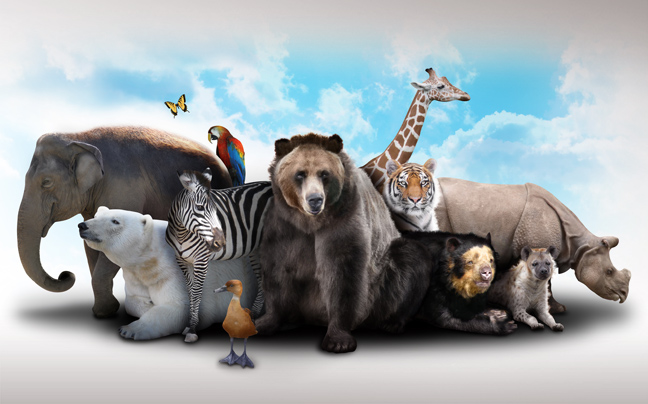 Τα 10 πιο δυνατά ζώα στον πλανήτη