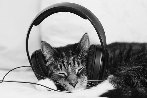Πώς επηρεάζει η μουσική τις γάτες