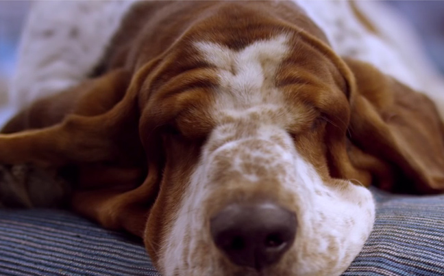 Σκύλος-σταρ πρωταγωνιστεί σε νέο διαφημιστικό σποτ