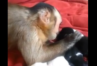 Η μαϊμού και τα κουτάβια της