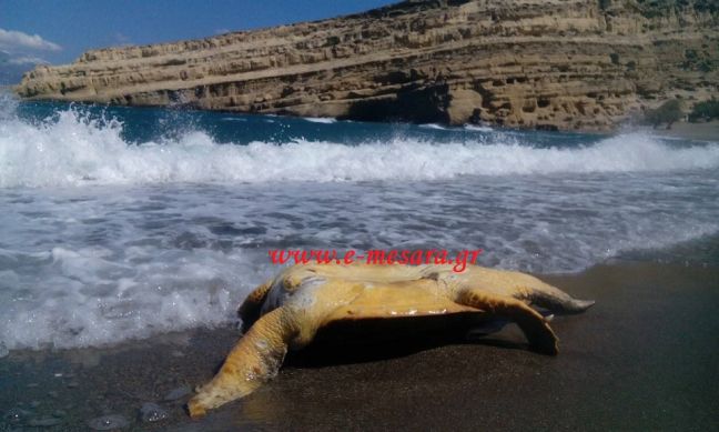Ακέφαλη χελώνα καρέτα -καρέτα ξεβράστηκε στα Μάταλα