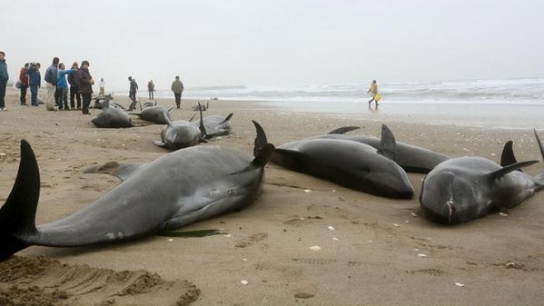 Οι ακτές της Ιαπωνίας γέμισαν νεκρά δελφίνια