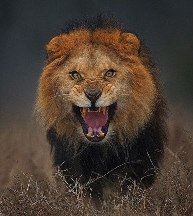 φωτογραφία λιοντάρι 