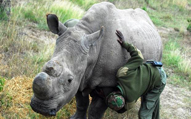 Ο τελευταίος αρσενικός λευκός ρινόκερος φυλάσσεται από ένοπλους