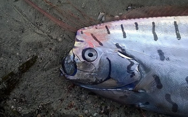 Μυστηριώδες τρίμετρο «ψάρι-κουπί» ξεβράστηκε στη Νέα Ζηλανδία