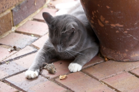 Γιατί οι γάτες φέρνουν τη νεκρή λεία τους στο σπίτι