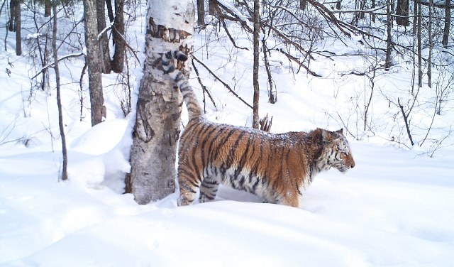 Σαφάρι αναζήτησης της τίγρης της Σιβηρίας