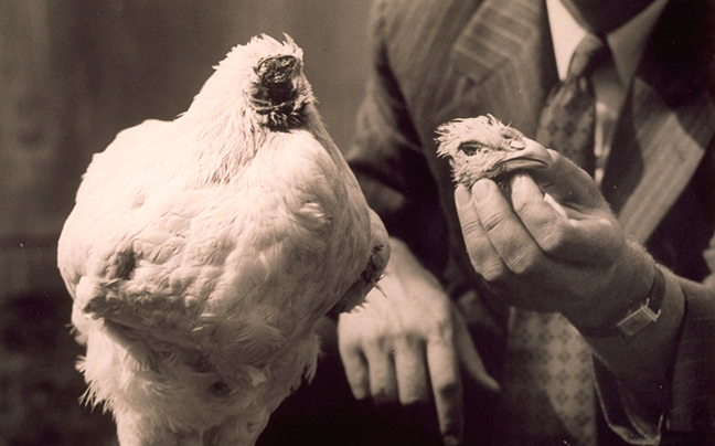 Το ακέφαλο κοτόπουλο που έζησε 18 μήνες και άλλες τρελές ιστορίες επιβίωσης