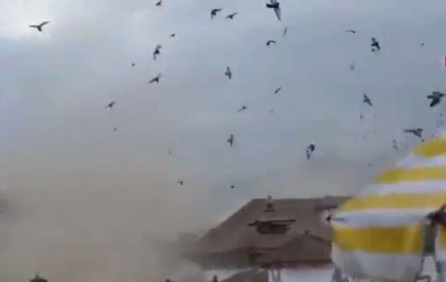 Η αντίδραση των πουλιών την ώρα του φονικού σεισμού