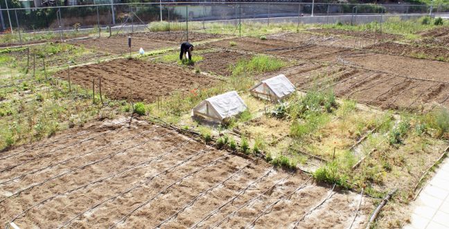 «Έβγαλε» 400 κιλά ντομάτες από έναν μικρό λαχανόκηπο