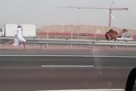 Κυνηγώντας καμήλα στην εθνική οδό