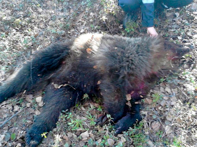 Αρκούδα επιτέθηκε και έκρυψε στη φωλιά της μια γυναίκα για να την φάει αργότερα