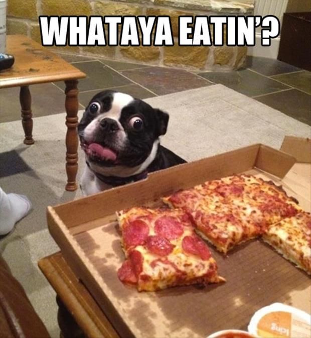 Ζώα που λατρεύουν την πίτσα
