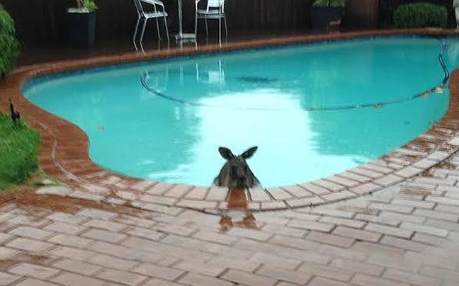 Βρήκε ένα καγκουρό στην πισίνα του!