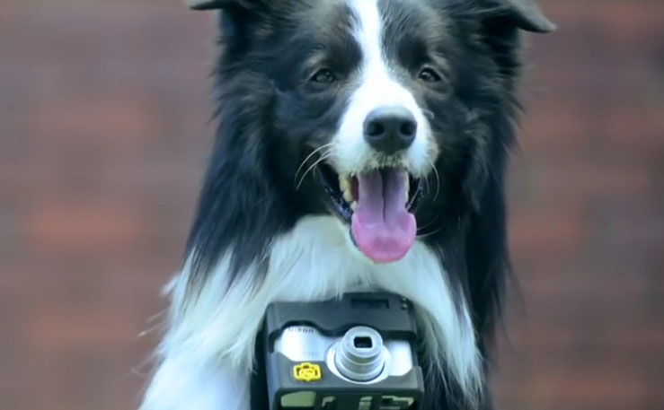 Ένας μοναδικός τρόπος για να γίνει ο σκύλος… φωτογράφος