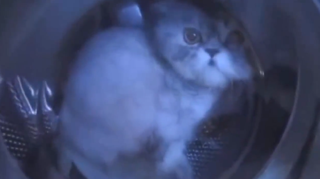 Βασάνισαν γάτα μέσα σε πλυντήριο ρούχων