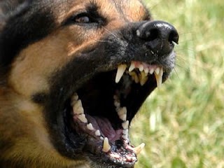 Άγριος σκύλος επιτέθηκε σε τρίχρονο στην Ξάνθη