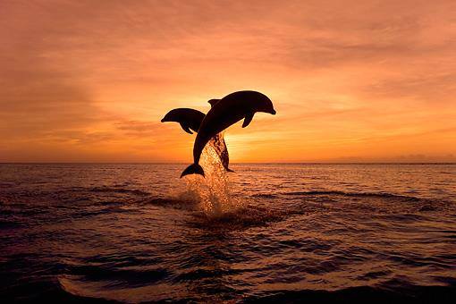 Δελφίνια στο ηλιοβασίλεμα