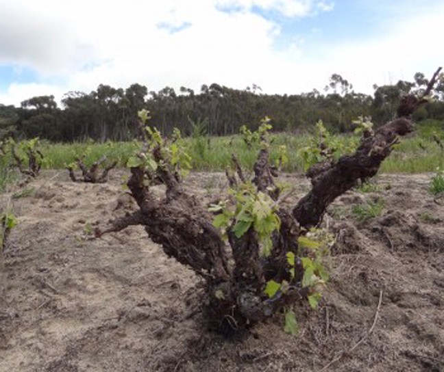 Cheninblan1 | Lamianow.gr