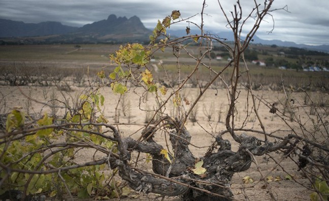 Cheninblan2 | Lamianow.gr