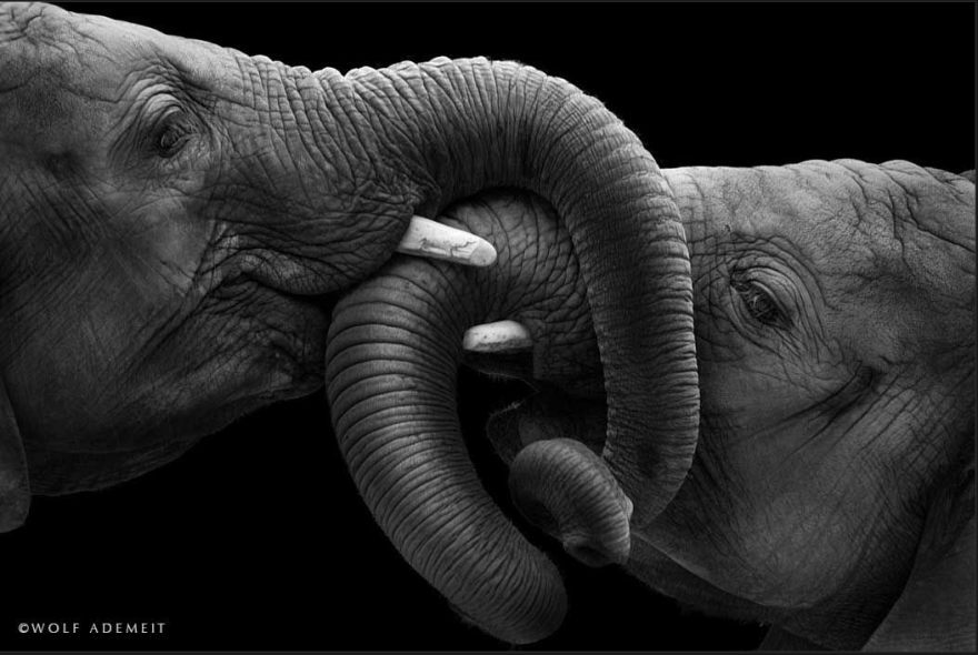 Αγάπη ελεφάντων
