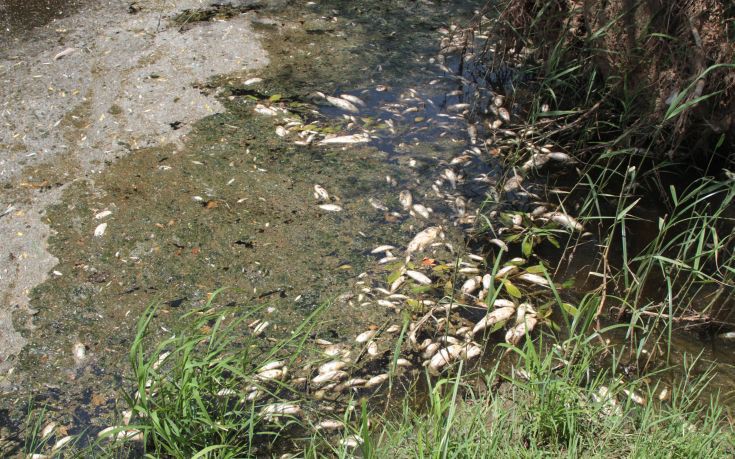 Σε νεκροταφείο ψαριών μετατράπηκε ο ποταμός Μπογδάνας