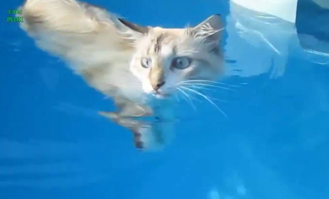 Γάτες με αδυναμία στο νερό