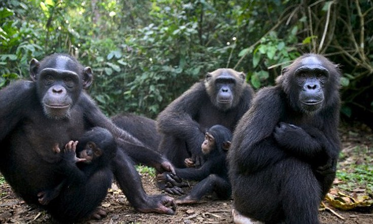 Χιμπατζής-τυμπανιστής εξέπληξε τους επιστήμονες