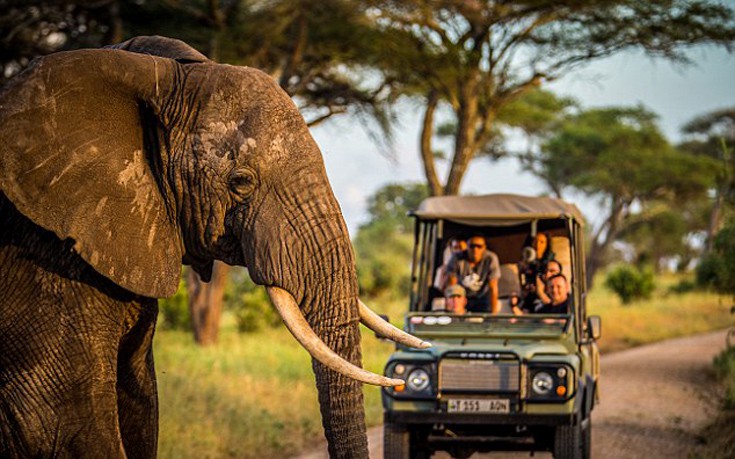 Στοιχεία σοκ για τους πληθυσμούς ελεφάντων στην Τανζανία